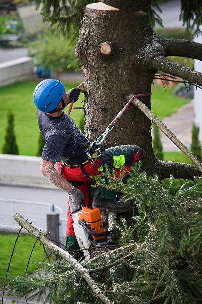 Best Tree Mulching  in Ensley, FL